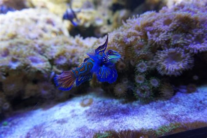 Are fish dumb or smart?