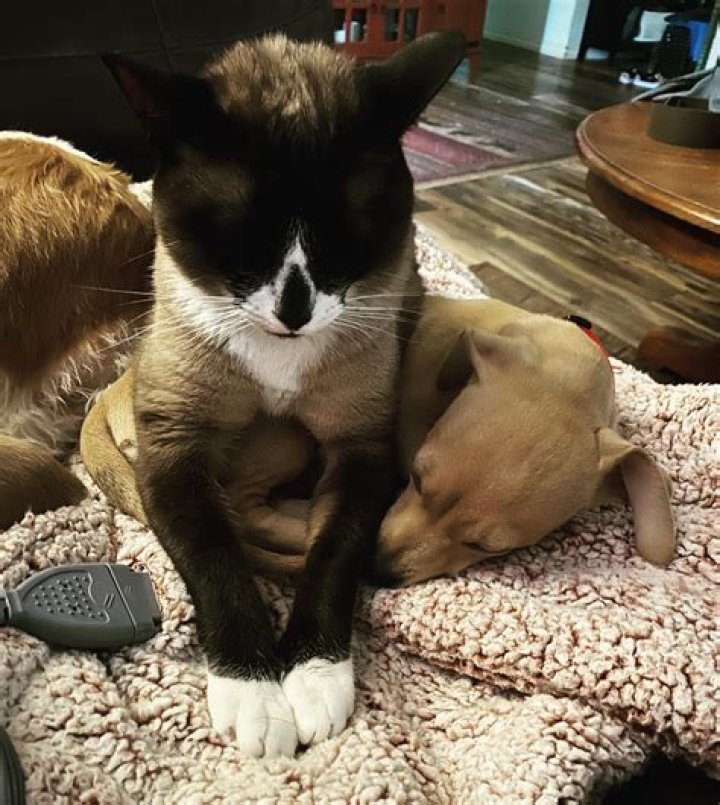 Are foxes half dog half cat?