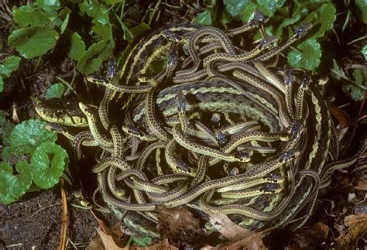Are garter snakes friendly to humans?