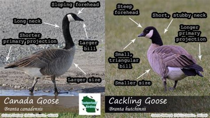 Are geese alive when plucked for down?