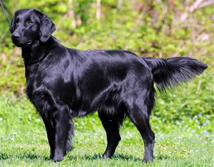 Are golden retrievers black?