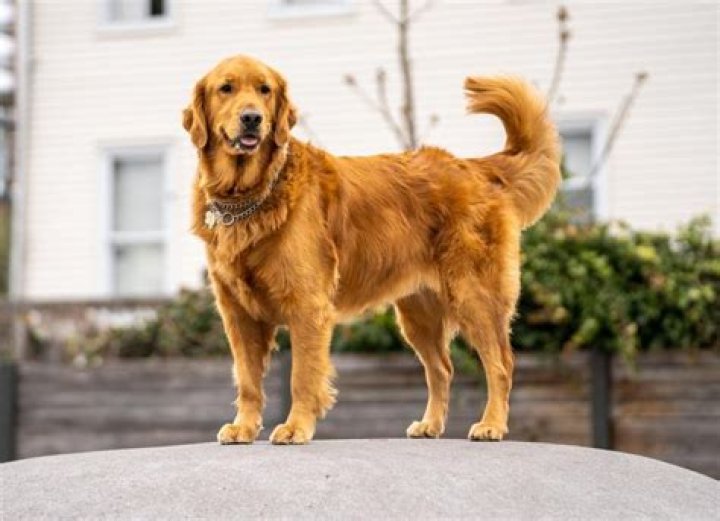 Are Golden Retrievers smelly dogs?
