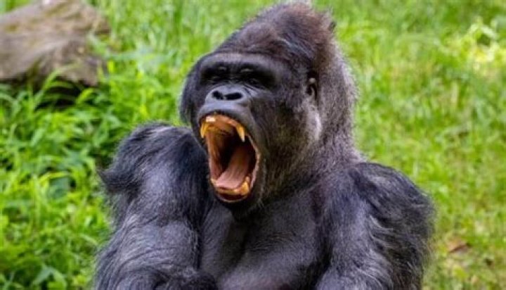 Are gorillas aggressive?