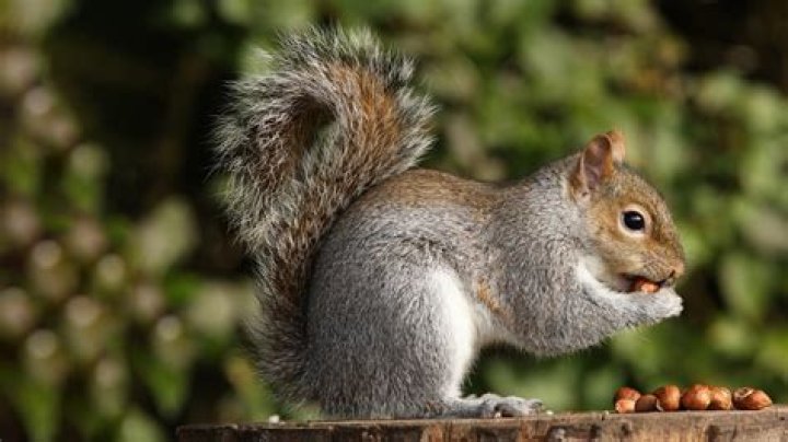 Are grey squirrels safe to eat?
