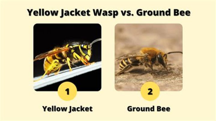 Are ground bees the same as yellow jackets?