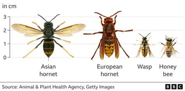 Are hornets aggressive?