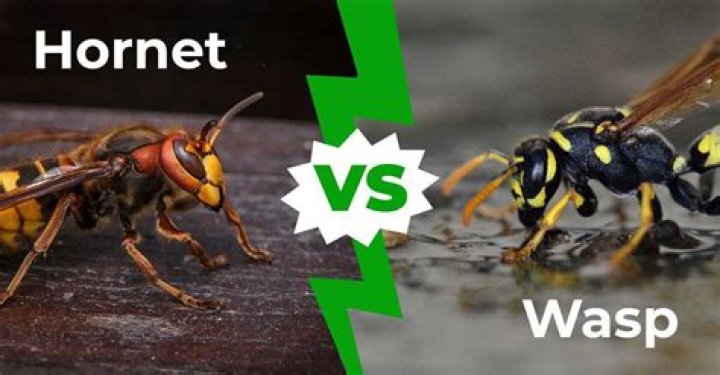 Are hornets bigger than wasps?
