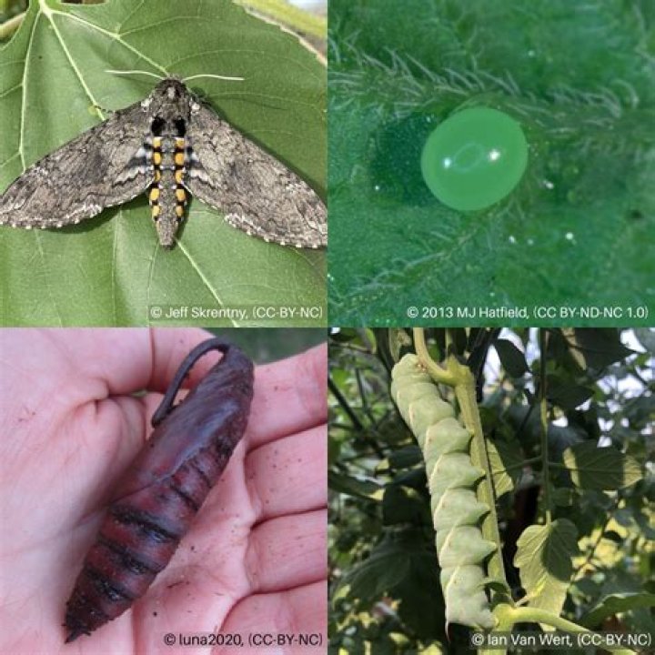 Are hornworm moths beneficial?