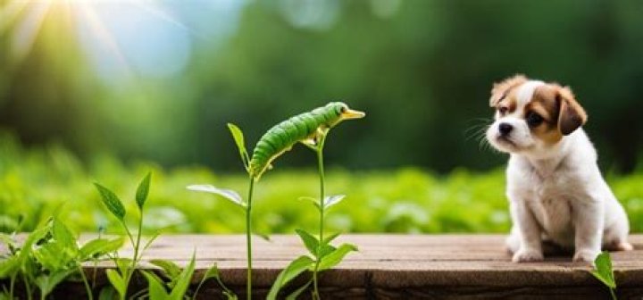 Are hornworms poisonous to dogs?