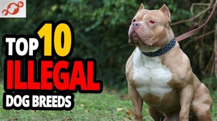 Are inbreed dogs illegal?