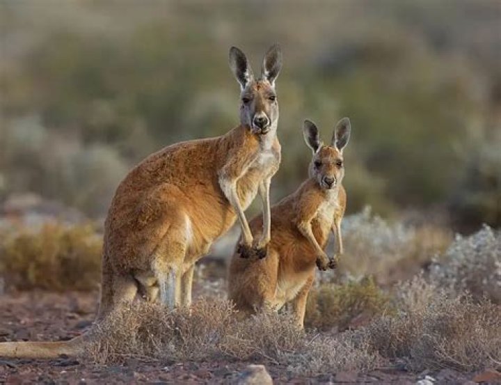 Are kangaroos kosher?