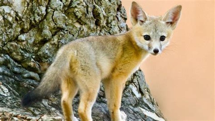 Are kit foxes friendly?