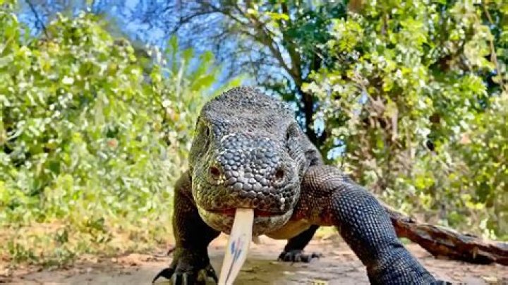 Are Komodo dragons legal in Canada?