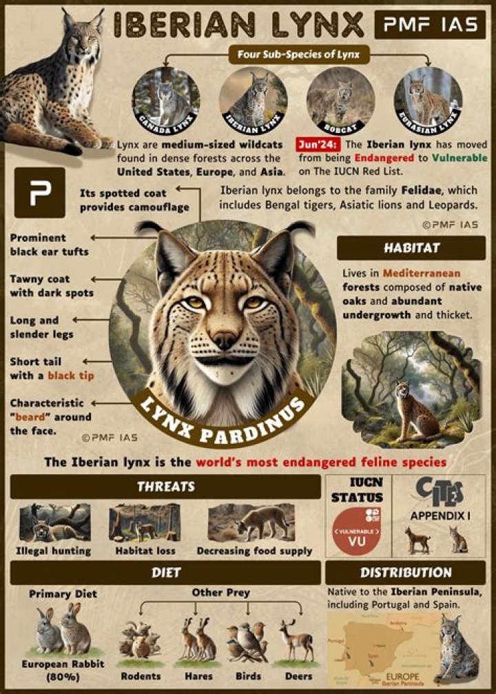 Are lynx legal in the US?