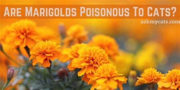 Are marigolds poisonous to pets?