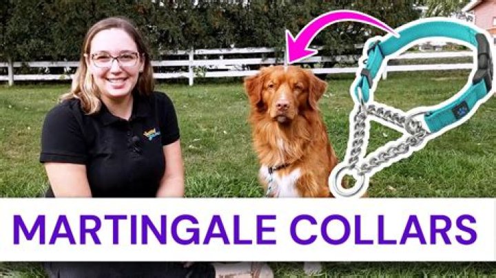 Are martingale collars cruel?
