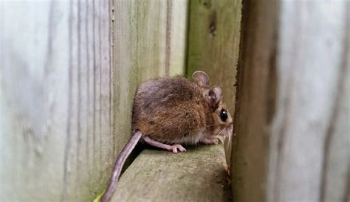 Are mice attracted to carpet?