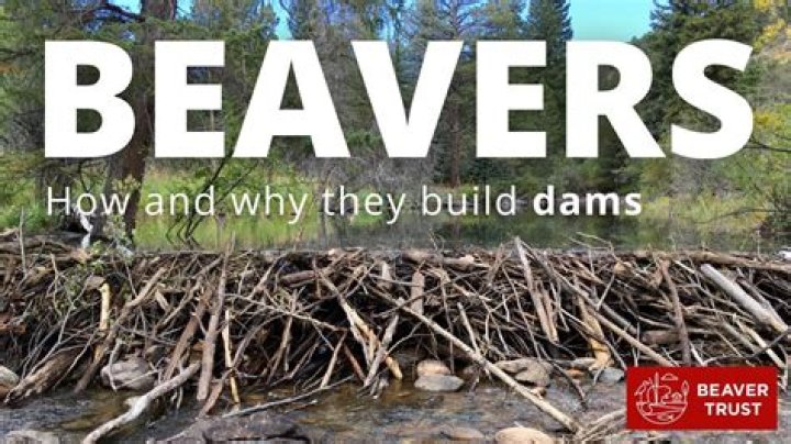 Are MIT students called Beavers?