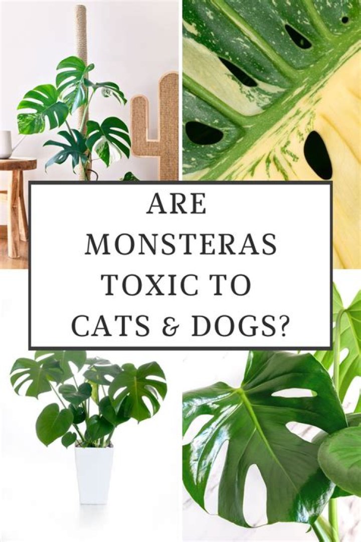 Are Monsteras toxic?