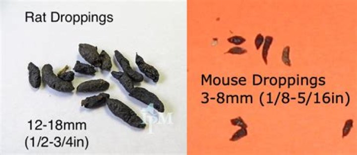 Are mouse droppings hard?