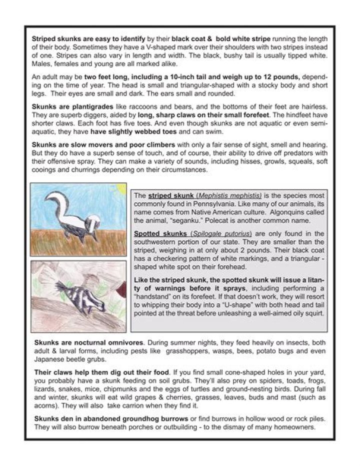 Are nocturnal omnivores?