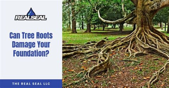 Are oak tree roots a problem?