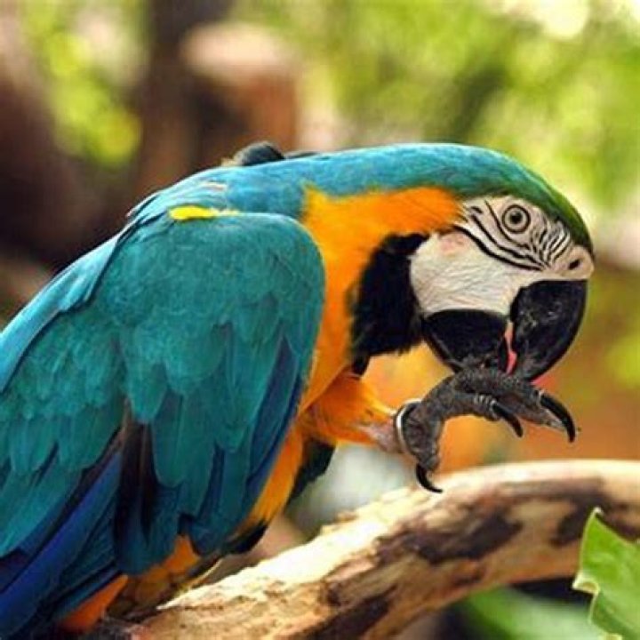 Are parrots kosher?