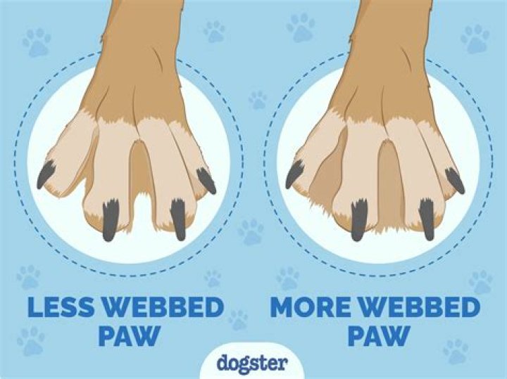 Are paws good dogs?