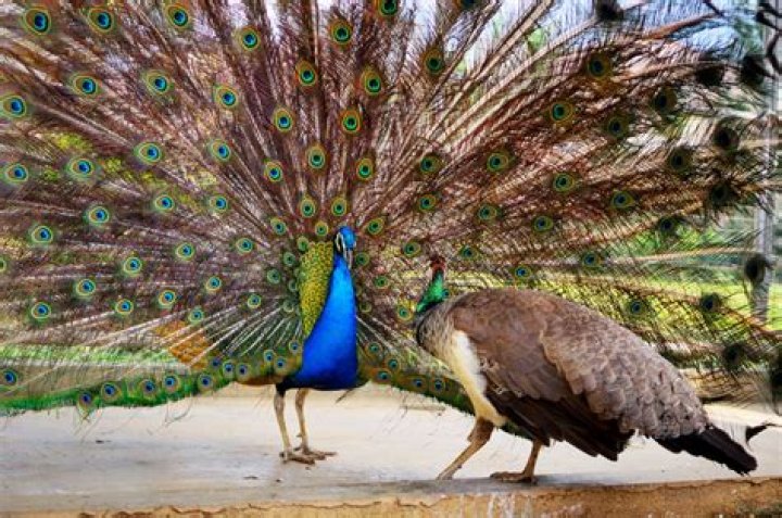 Are peacocks kosher?