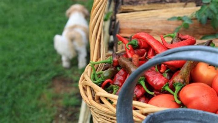 Are peppers bad for dogs?