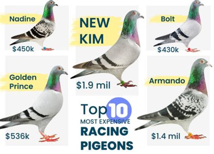 Are pet pigeons expensive?