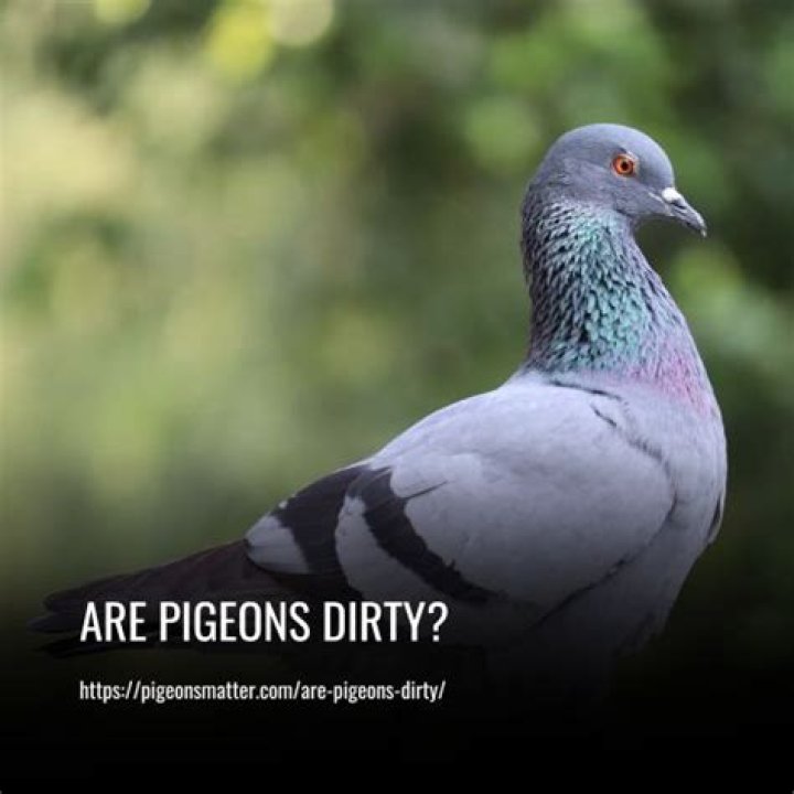 Are pigeons dirty?
