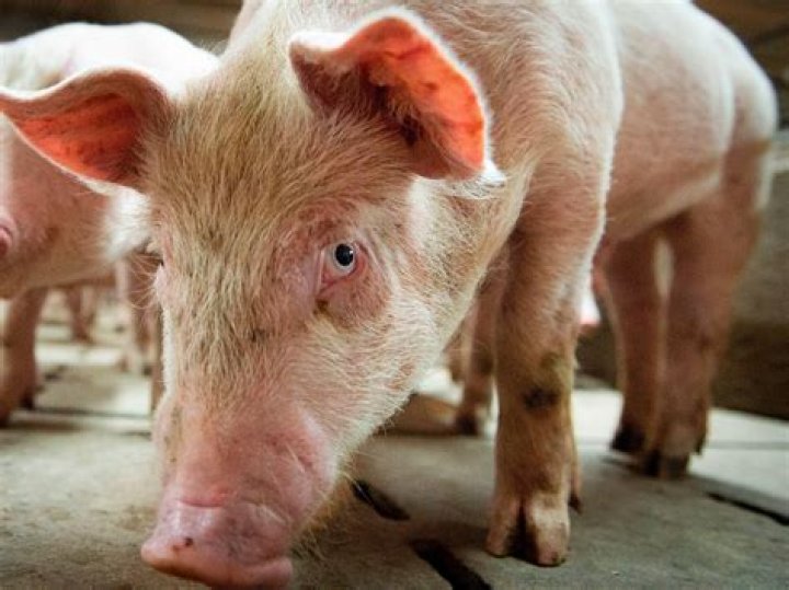Are pigs smarter than cows?