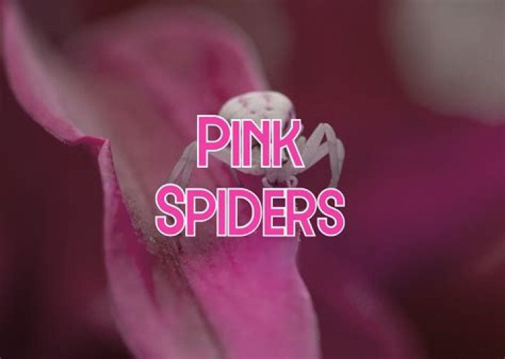 Are pink spiders real?