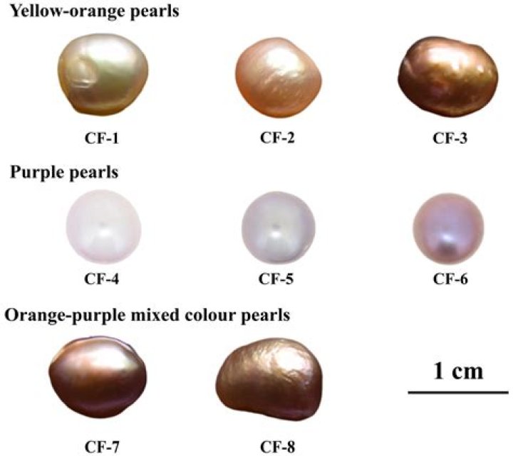 Are purple pearls real?