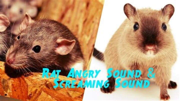 Are rats scared of loud noises?