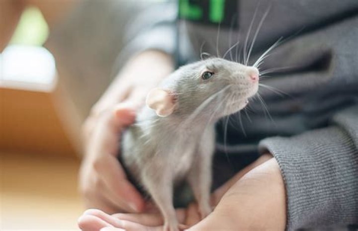Are rats scared of noise and light?