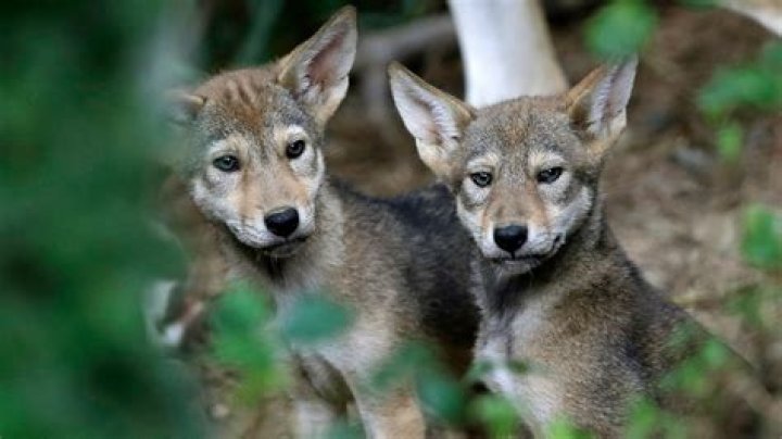 Are red wolves extinct?