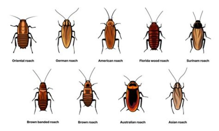 Are roaches cannibalistic?