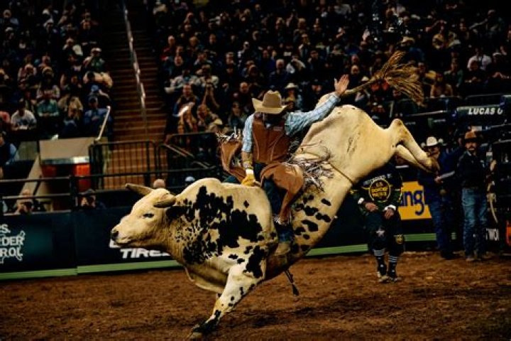 Are rodeo bulls neutered?