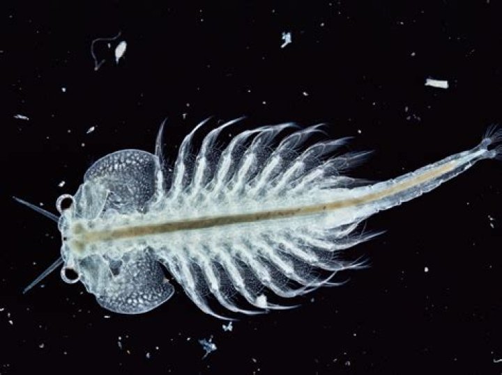 Are Sea Monkeys real?