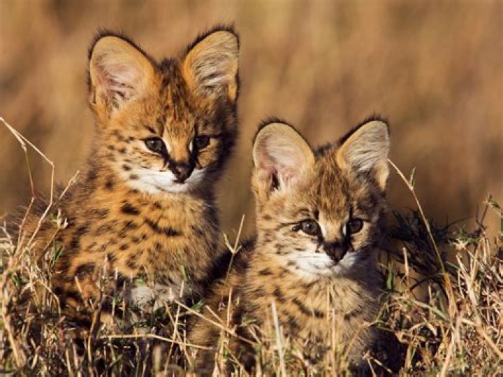 Are serval cats legal in California?