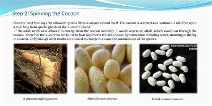 Are silk moths boiled alive?