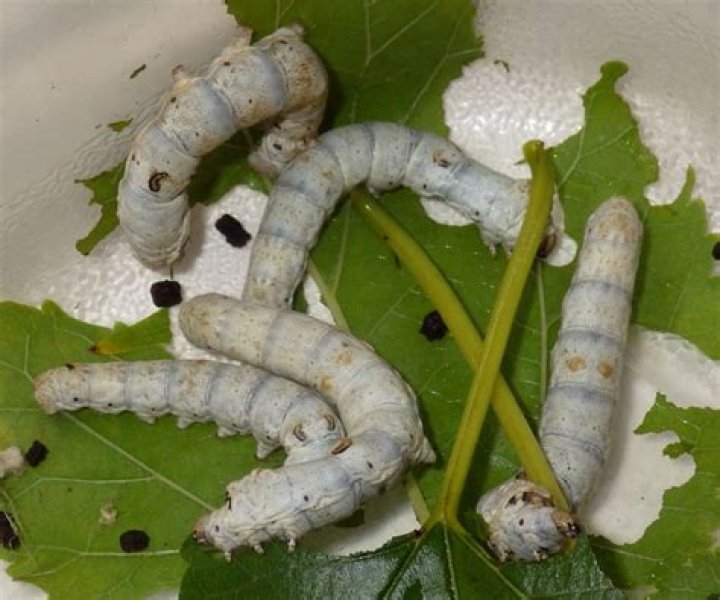Are silkworms actually worms?