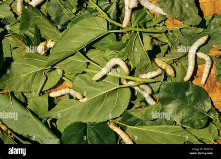 Are silkworms blind?
