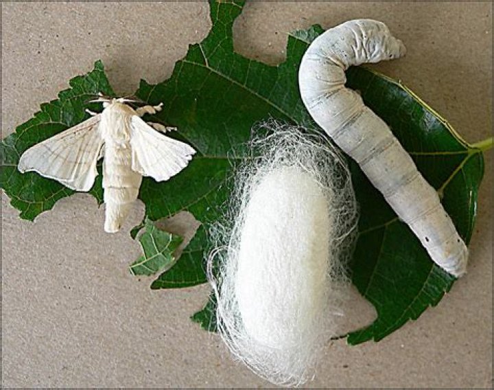 Are silkworms hurt to make silk?