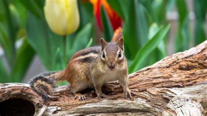 Are squirrels hard to get rid of?