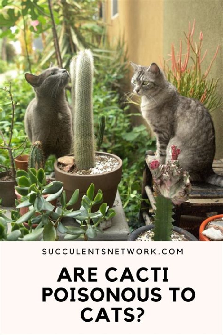 Are succulents and cacti safe for cats?