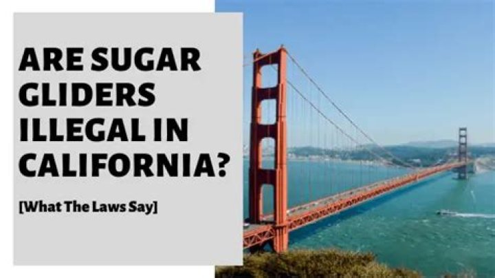 Are sugar gliders illegal in California?
