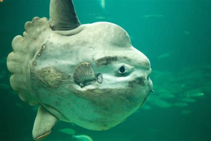 Are sunfish good to eat?